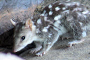 Spotted: a Northern Quoll at Mitchell Plateau